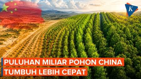 Tak Disangka, 66 Miliar Pohon Di China Tumbuh Lebih Cepat Dari Hutan Alami