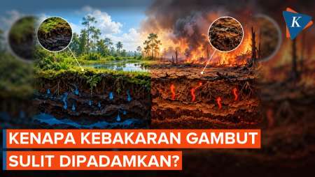 Tanah Gambut Bisa Menyimpan Air, Tapi Malah Mudah Terbakar?