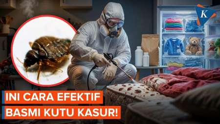 Cara Membasmi Kutu Kasur di Rumah