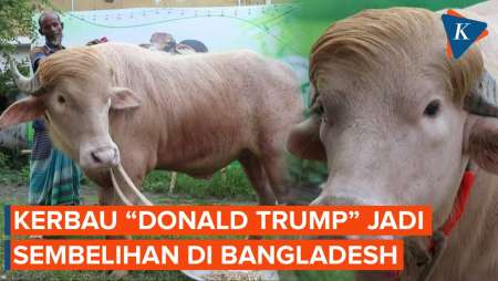Penampakan Kerbau “Donald Trump” Yang Akan Dikurbankan Di Bangladesh