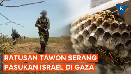 12 Tentara Israel Tumbang Diserang Tawon, Berujung Masuk RS