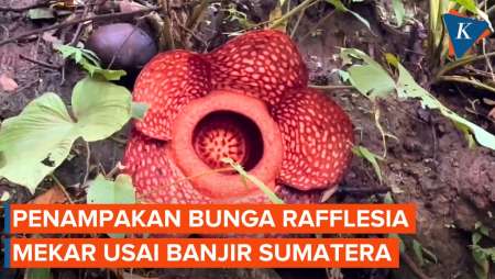 Momen Penemuan Bunga Rafflesia Arnoldii Saat Pencarian Korban Banjir Sumatera