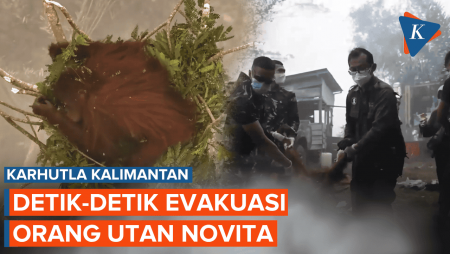 Lemas di Atas Pohon, Detik-detik Orang Utan Nofita Dievakuasi di Tengah Karhutla