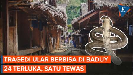 24 Warga Baduy Digigit Ular Berbisa, Satu Meninggal Dunia