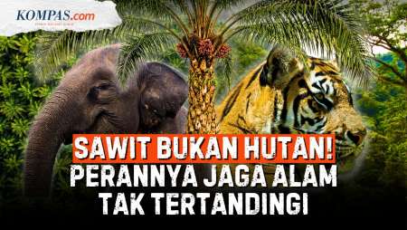 Kebun Sawit Dan Alas Sumatera Gundul, Bisakah Gantikan Peran Hutan?