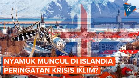 Nyamuk Muncul Di Islandia, Peringatan Dini Krisis Iklim