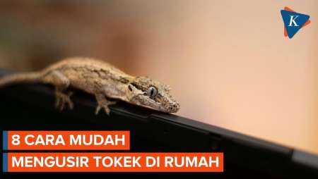 Cara Mengusir Tokek Tanpa Harus Menyentuhnya