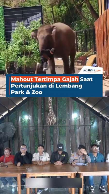 Mahout Tertimpa Gajah Saat Pertunjukan Di Lembang Park & Zoo
