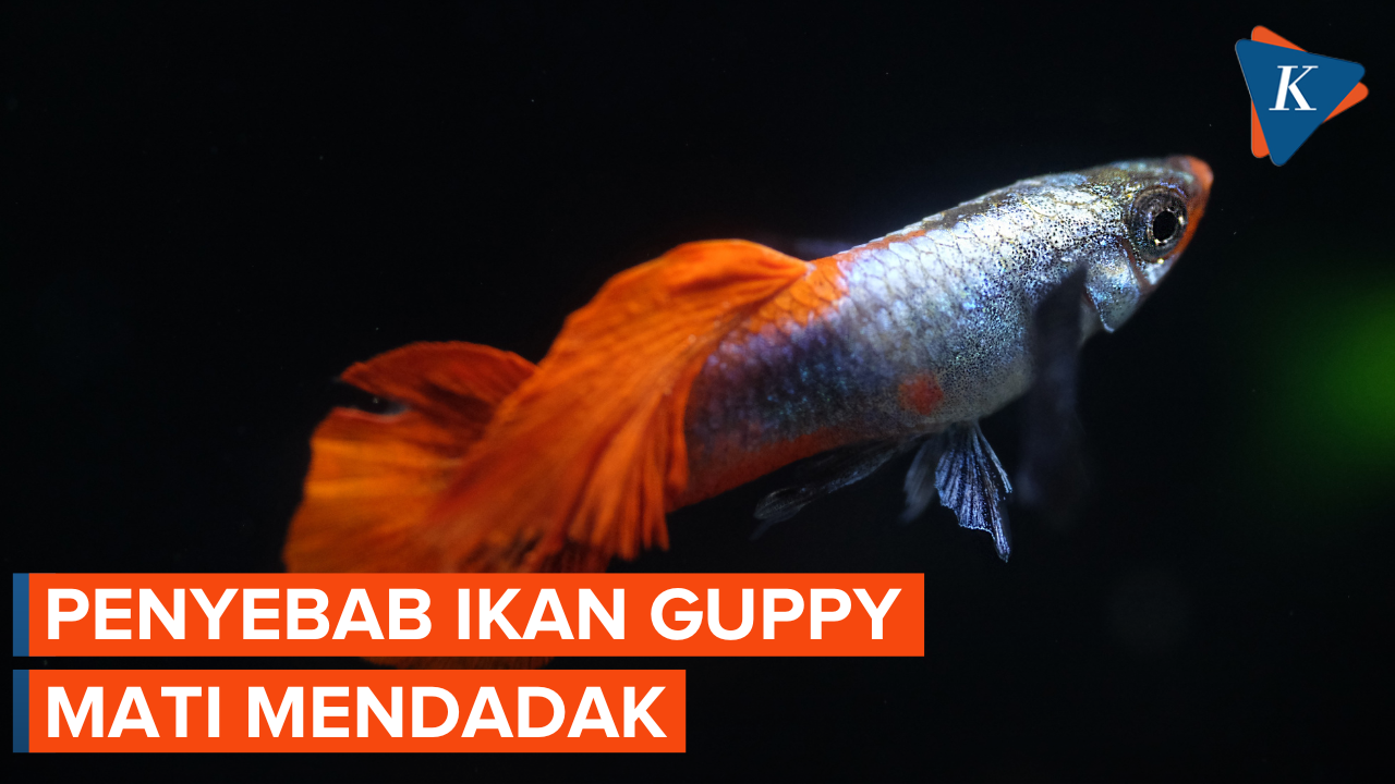 Ikan Guppy Mati Mendadak, Mungkin Ini Penyebabnya