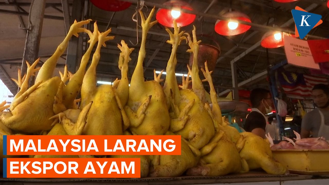 Malaysia Larang Ekspor Ayam, Warga Singapura Panik