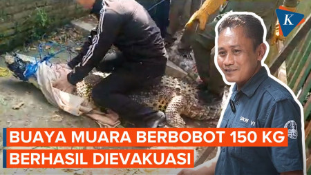 Buaya Memberontak Saat Dievakuasi di Cirebon