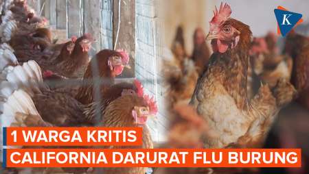 Flu Burung Merebak, California Umumkan Kondisi Darurat