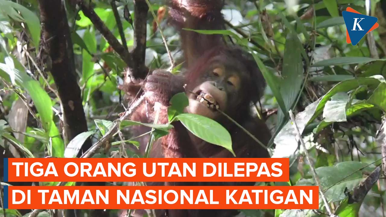 Tiga Orangutan Dilepasliarkan di Taman Nasional Katingan