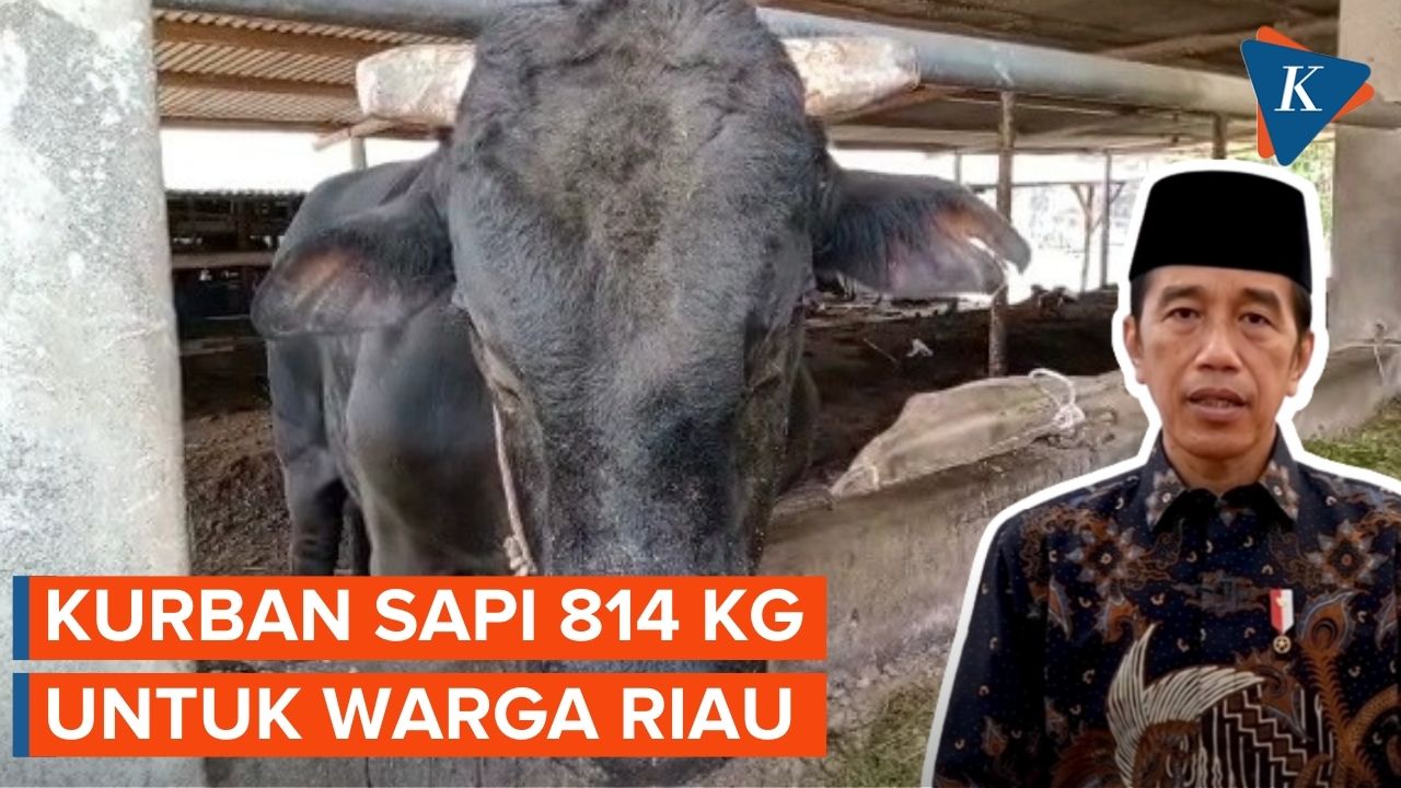 Jokowi Sumbangkan Sapi Seberat 814 Kilogram ke Warga Riau
