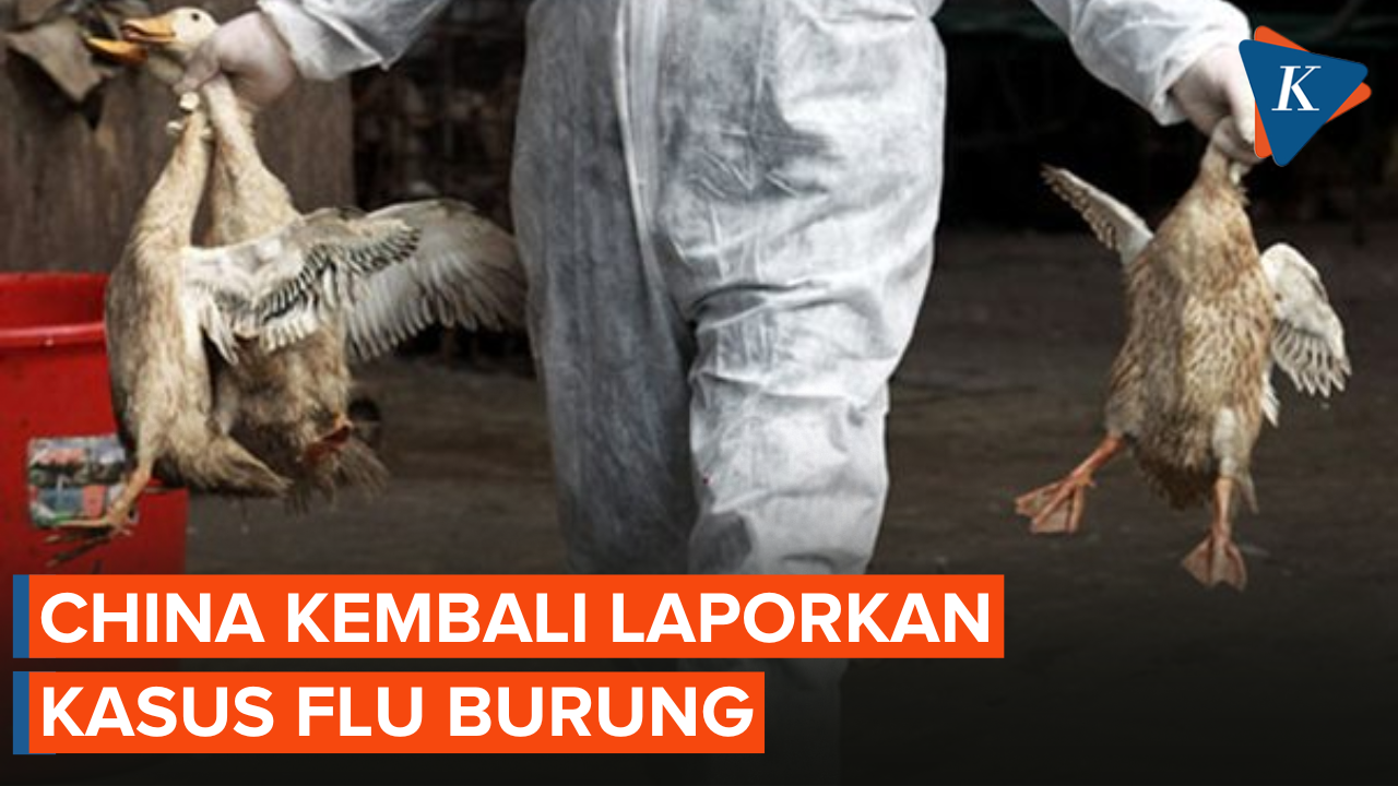 China Laporkan Lagi Kasus Flu Burung yang Menular ke Manusia