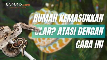 7 Cara Mengusir Ular dari Rumah Pasca-banjir
