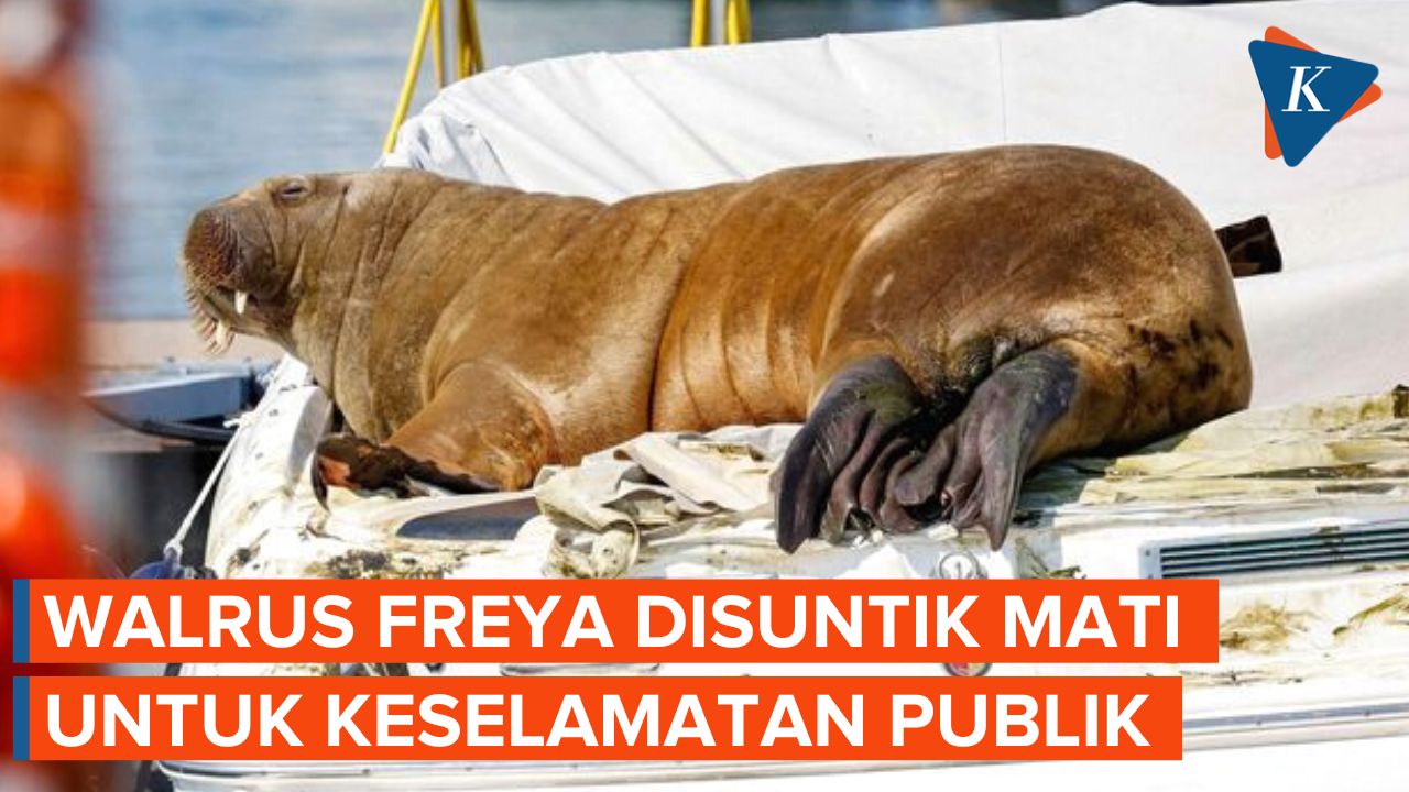 Kisah Walrus Freya yang Terdampar di Norwegia Akhirnya Disuntik Mati