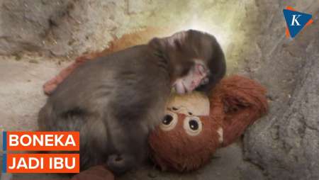 Bukan Lucu, Apa Alasan Bayi Monyet Punch Selalu Memeluk Boneka?