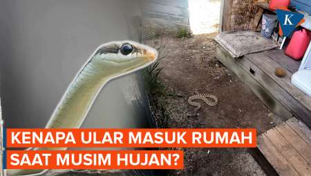 Awas Ular Masuk Rumah Saat Musim Hujan, Ini Cara Mengusirnya...