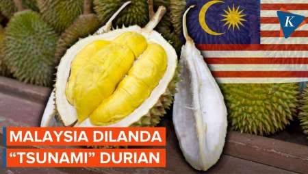 Malaysia Panen Raya! Harga Musang King Anjlok hingga Rp39.000 per Kilogram
