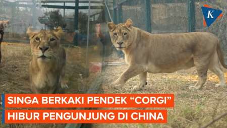 Singa Berkaki Pendek “Corgi” Hibur Pengunjung Kebun Binatang Di China