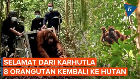 Detik-detik 8 Orangutan Dilepas Kembali Ke Hutan Kalimantan Barat