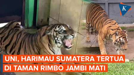 Harimau Sumatera Tertua “Uni” di Taman Rimbo Jambi Mati