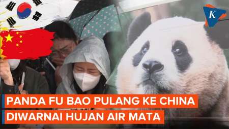 Hujan Air Mata Iringi Keberangkatan Panda Fu Bao yang Dikembalikan ke China