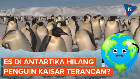 Hilangnya Es di Antartika Bikin Penguin Kaisar Terancam