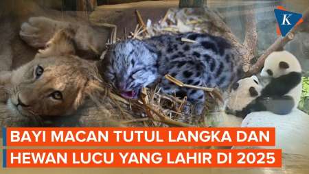 Penampakan Bayi Macan Tutul Salju Dan Satwa Langka Lain Yang Lahir Pada 2025