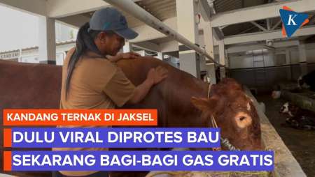 Kandang Sapi di Jaksel, Hadapi "Mulut Pedas" Warga hingga Jadi Idola Tetangga