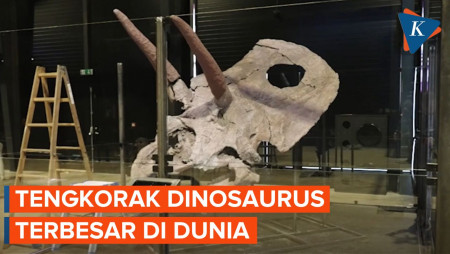 Penampakan Tengkorak Dinosaurus Terbesar di Dunia