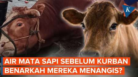 Sapi Keluarkan Air Mata Saat Kurban, Benarkah Sedih Disembelih?