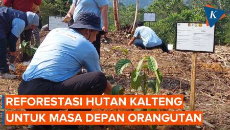 Lestarikan Habitat Orang Utan, WWF Indonesia dan Epson Tanam  200 Ribu Pohon di Hutan Katingan