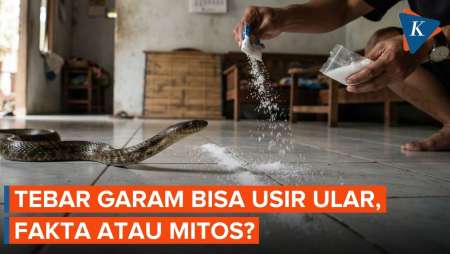 Menabur Garam Bisa Mengusir Ular Di Rumah? Ini Faktanya