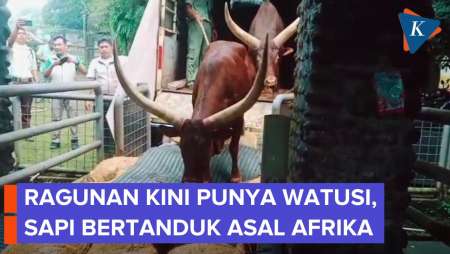 Penampakan Sapi Afrika “Watusi”, Penghuni Baru Di Ragunan