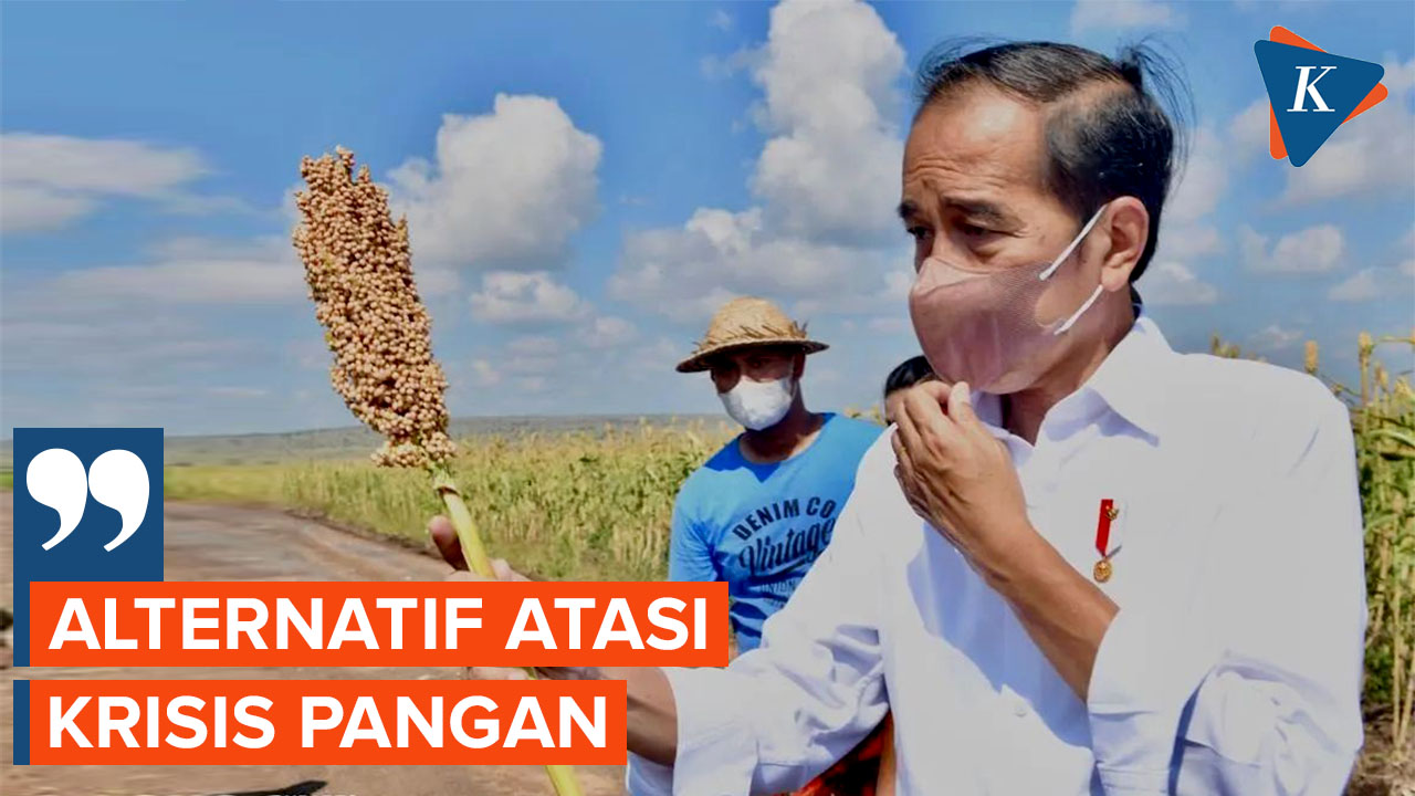 Sorgum, Komoditas Pengganti Gandum Impor yang Diidamkan Jokowi