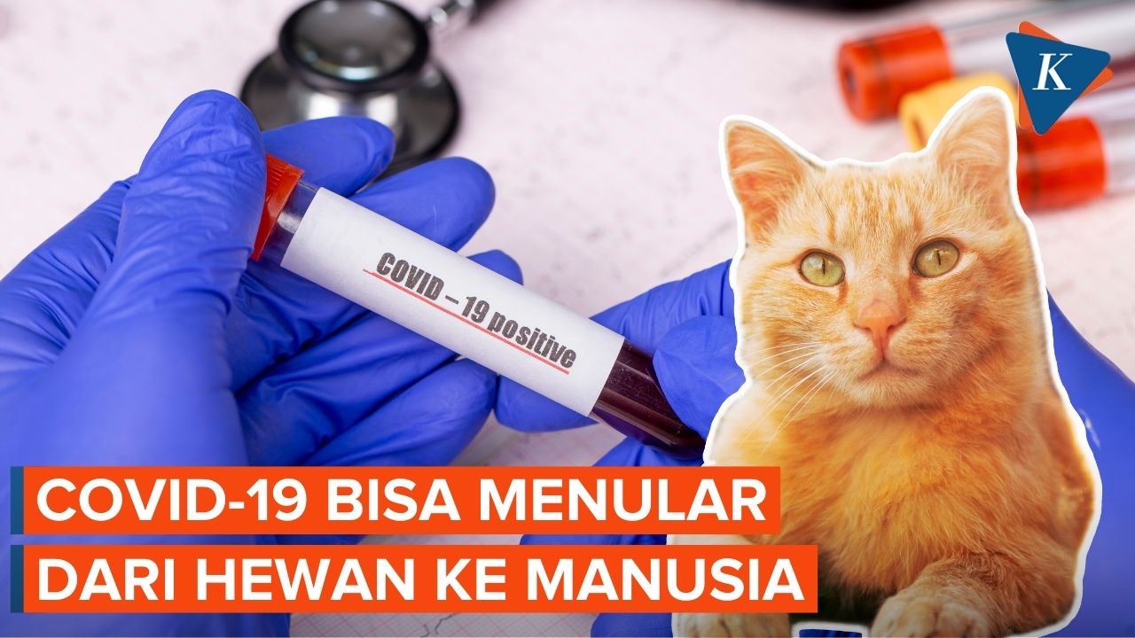 Bisakah Kucing Menularkan Covid-19 ke Manusia?