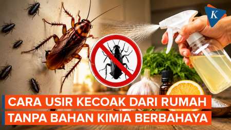 Cara Mengusir Kecoak dari Rumah Tanpa Bahan Kimia Berbahaya