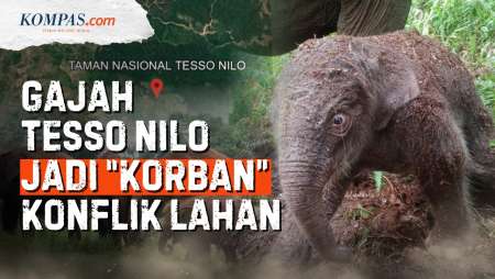 Taman Nasional Tesso Nilo, Rumah Gajah Sumatera Terancam "Direbut" Manusia