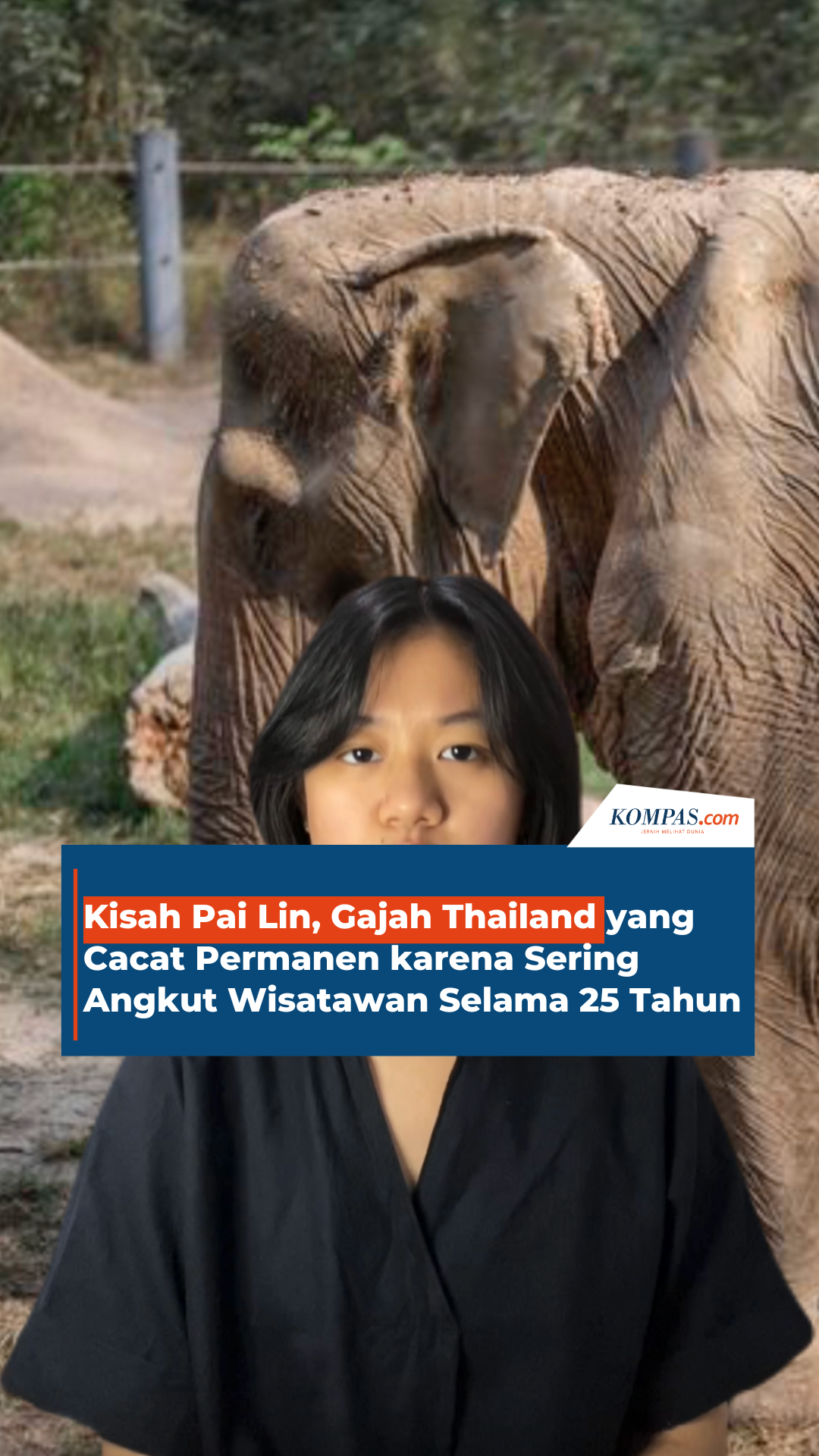 Kisah  Pai Lin, Gajah Thailand yang Cacat Permanen karena Sering Angkut Wisatawan Selama 25 Tahun