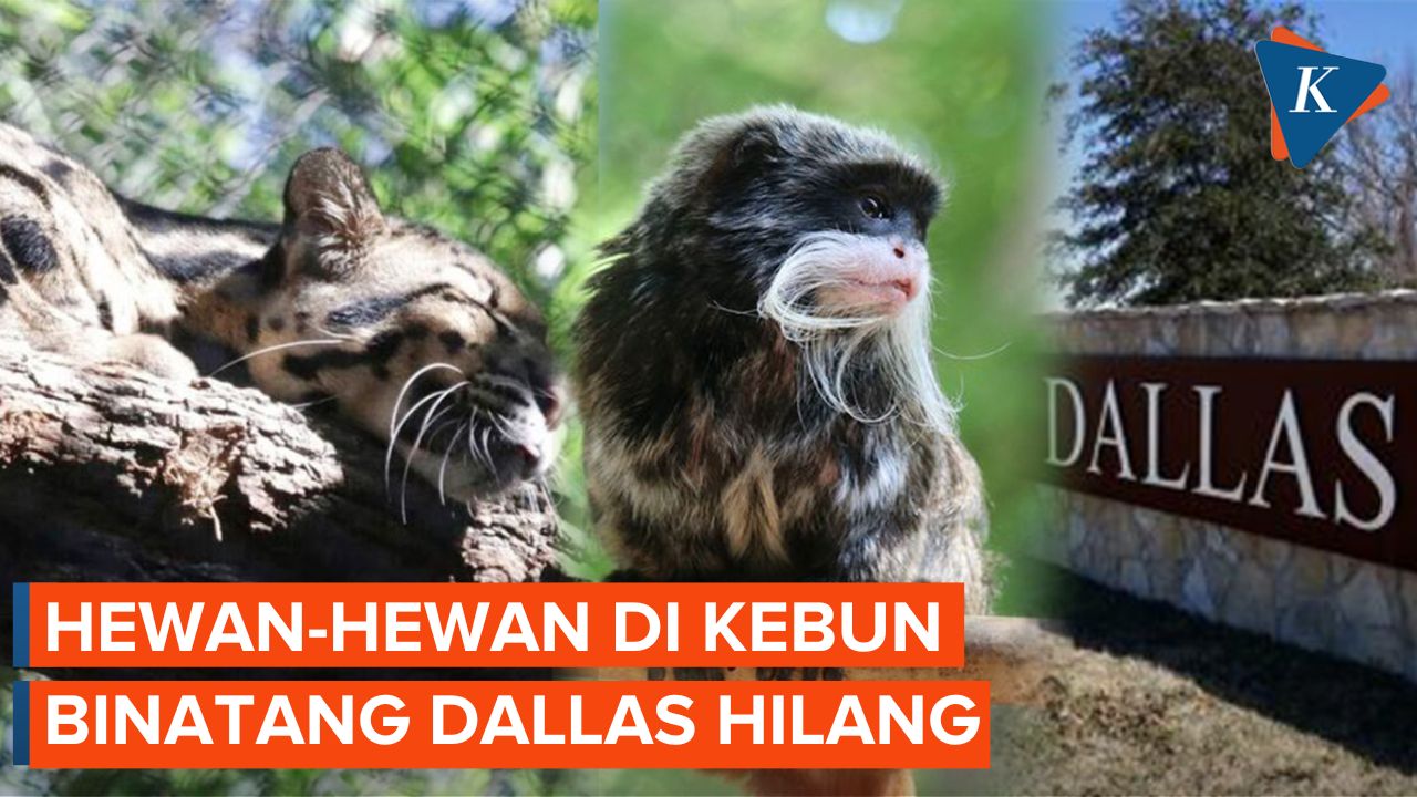Misteri Hilangnya Hewan-hewan di Kebun Binatang Dallas AS