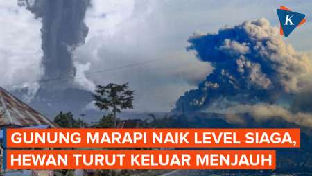 Tanda-tanda Gunung Marapi Sudah Berbahaya, Hewan Keluar Menjauh