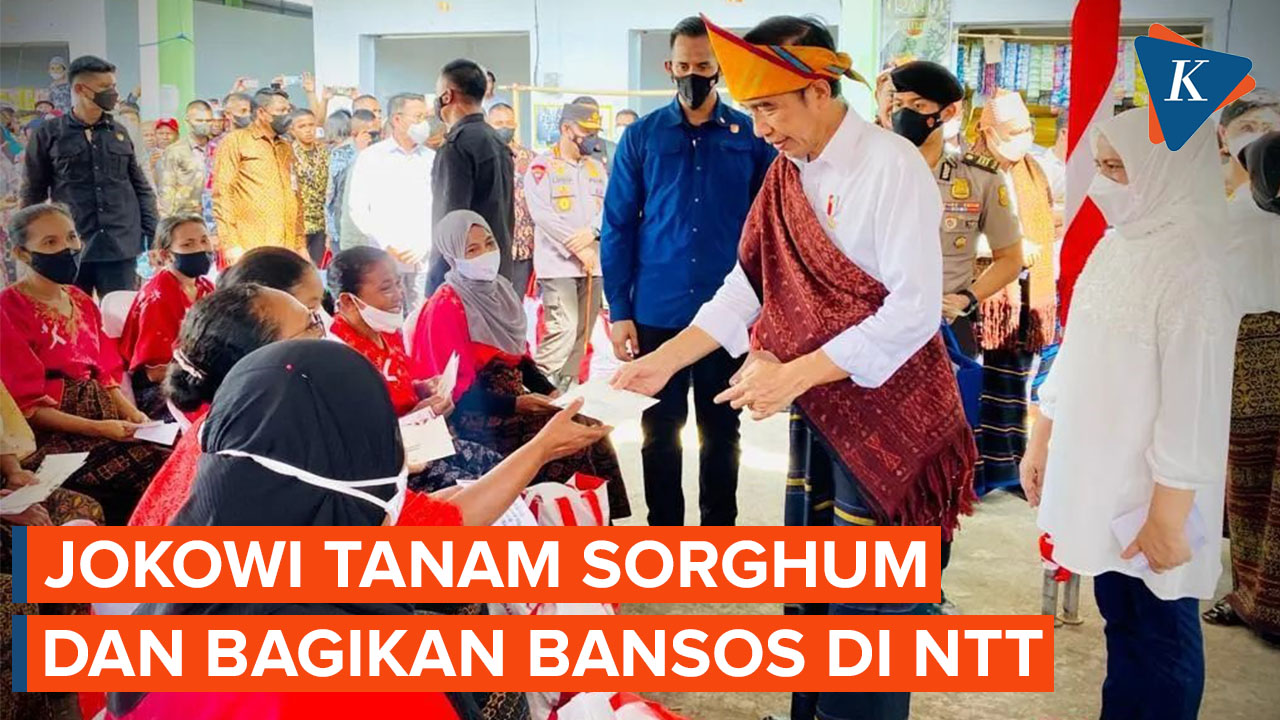 Hari Ketiga di NTT, Jokowi Diagendakan Tanam Sorghum dan Bagi Bansos
