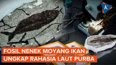 Fosil Ikan Purba 62 Juta Tahun, Ungkap “Rahasia” Setelah Dinosaurus Punah