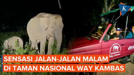 Menjelajahi Way Kambas di Malam Hari: Sensasi Safari yang Tak Terlupakan!