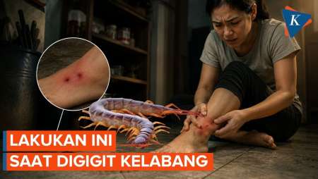 Digigit Kelabang? Lakukan Ini Sebelum Terlambat