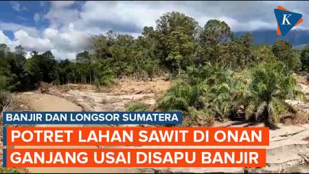 Penampakan Lahan Sawit Rusak Di Onan Ganjang Sumut Usai Disapu Banjir
