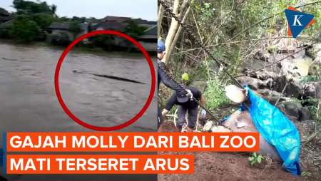 Molly, Gajah Sumatera di Bali Zoo Ditemukan Mati Usai Terseret Arus Sungai