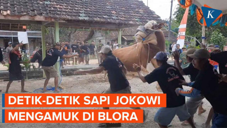 Momen Sapi Kurban Jokowi di Blora Mengamuk Bikin Warga Lari Berhamburan